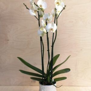 Phalaenopsis ορχιδέες nsrkissosflowers.gr φυτό εσωτερικού χώρου 1